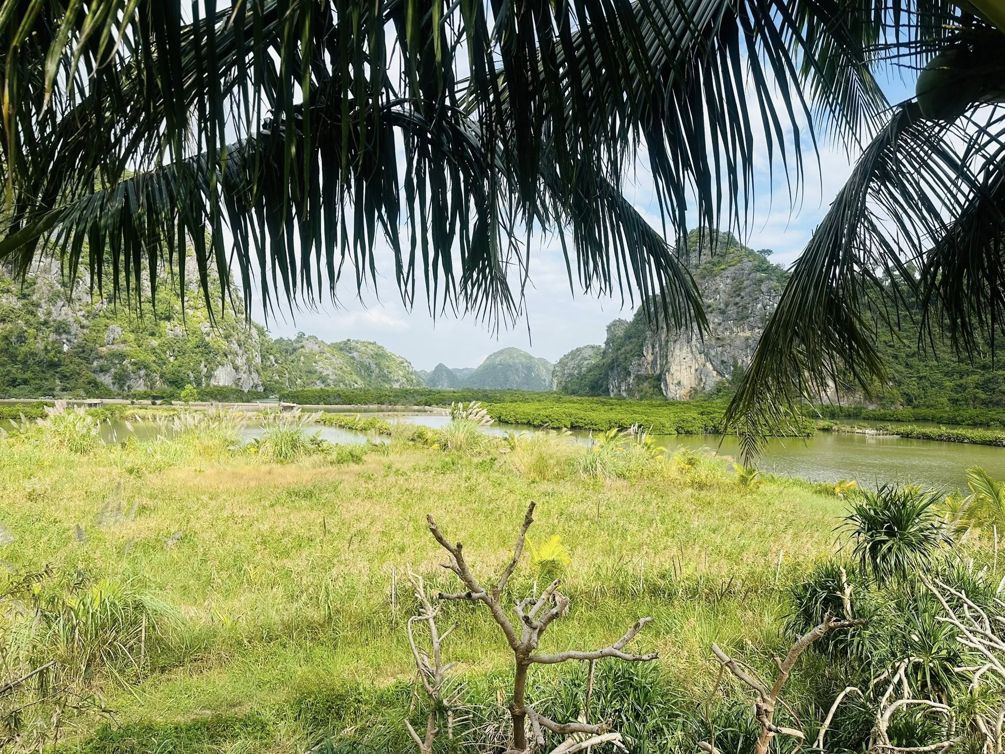 Green Mangrove Restaurant